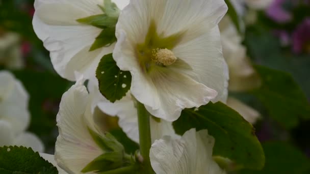 Ανθισμένα Hollyhocks αλκέα το καλοκαίρι. Στατική βιντεοκάμερα HD. — Αρχείο Βίντεο