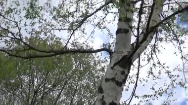 Baharda huş ağacı. Kamera hareketi aşağıdan yukarıya gövde Panoraması.