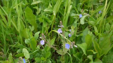 Sürünen speedwell Veronica filiformis alanıyla yakın çekim, rüzgârla titreyen. Kır çiçekleri Hd ayak sabit kamera çekim.