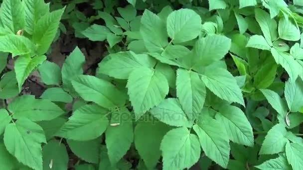 春の Aegopodium podagraria 草。野生の薬用の植物。雑草。パノラマ撮影、カメラを移動します。若い緑を葉します。. — ストック動画