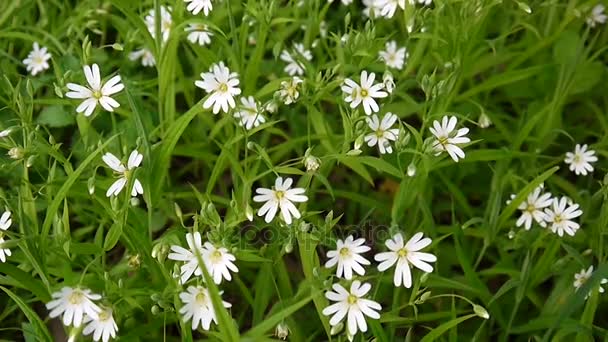 Wilde stellaria weiße Blüten, die im Wind schwingen. Frühling. — Stockvideo