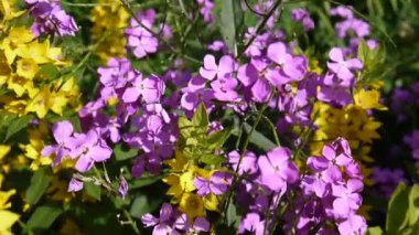 Hesperis matronalis kadınlar roket. Mor çiçek yakın çekim