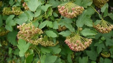 Physocarpus opulifolius, ninebark veya meyve, closeup ile Atlantik ninebark