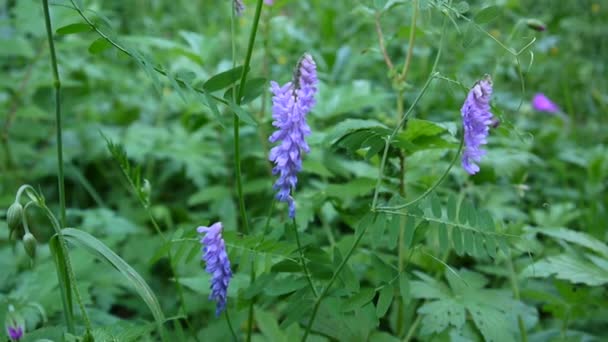 Vetch flowers close up in the field. — Stock Video