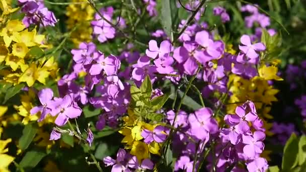 Hesperis matronalis Dames πυραύλων. Εσωτερικη μωβ λουλούδι — Αρχείο Βίντεο