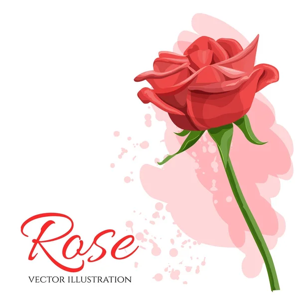 Illustration vectorielle rose rouge isolée sur fond blanc . — Image vectorielle