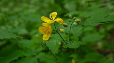 Chelidonium majus. Bahar bulanık arka plan üzerinde daha fazla kırlangıçotu Kabarık sarı çiçek. Video görüntüleri Hd statik kamera.