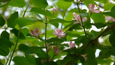 Hanımeli çiçek bahar sezonu dal