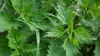 Bahar Rüzgar Rüzgar taze yeşil ısırgan. Yatay panorama, hareket kamera steadicam ile. En baştan görüntülemek