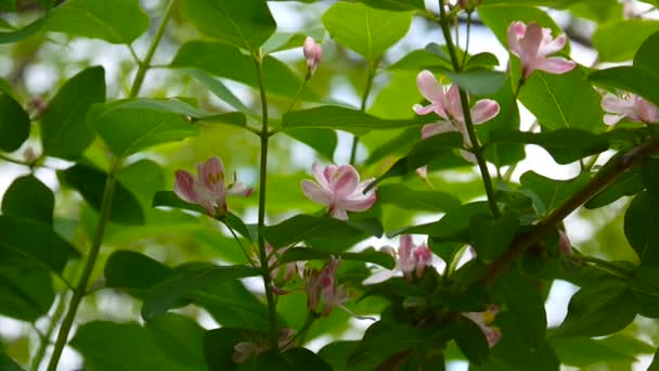 Kamperfoelie bloemen op een tak in de lente seizoen — Stockvideo