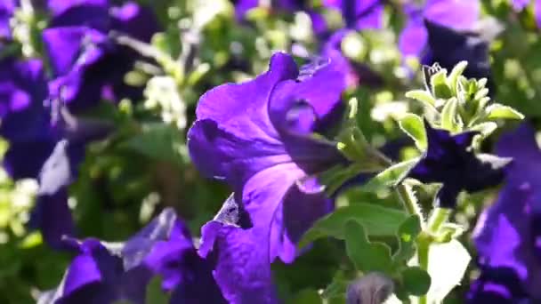 Пурпурные петунии, качающиеся на ветру — стоковое видео