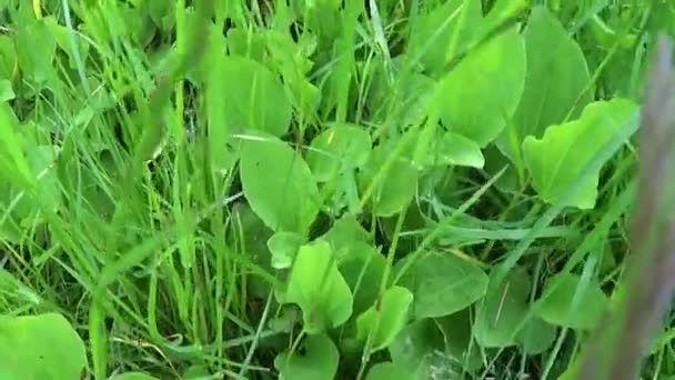 Plantago μεγάλες πράσινες άγριο φυτό, plantain, φαρμακευτικό φυτό. Σκοποβολή με steadicam βιντεοσκοπημένων εικονών HD. Αργή κίνηση Πανόραμα ζωντανή φύλλα κοντά επάνω. — Αρχείο Βίντεο
