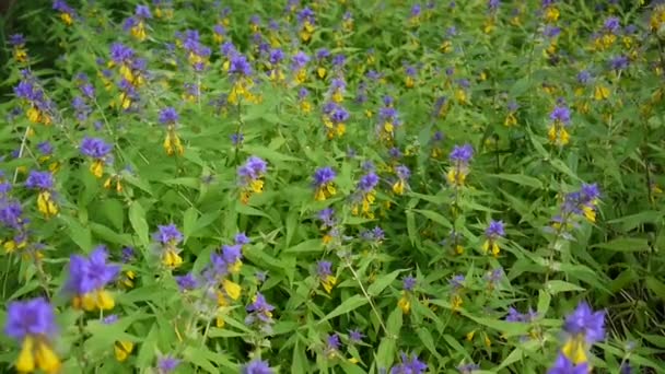 Fleurs sauvages vache en bois. Melampyrum nemorosum près de la prairie d'été 