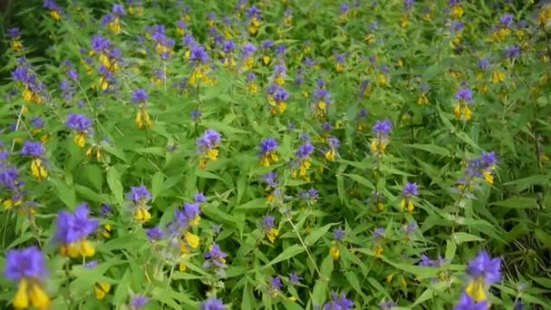 Flores silvestres vaca de madera. Melampyrum nemorosum de cerca en el prado de verano — Vídeo de stock