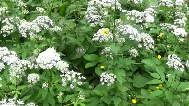Herbe aegopodium podagraria en floraison en été. Plante médicinale sauvage. Panorama en direct, déplacement de la caméra . — Video