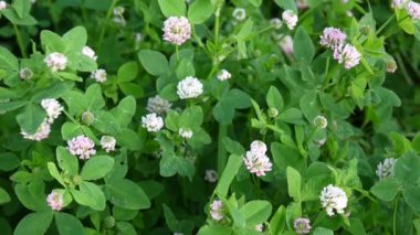 Yaz aylarında bir alanda yonca çiçeği. Yonca orta. Güneşli gün.