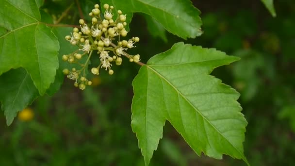 Цветущее снежное дерево на ветру. Видеозапись статической камеры. Viburnum opulus — стоковое видео