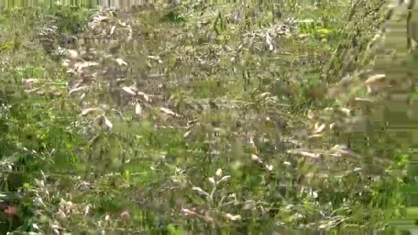 De l'herbe sur le terrain. Vidéo caméra de mouvement .