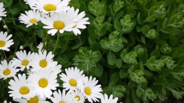 Papatyalar Flowerbed üzerinde büyüyen