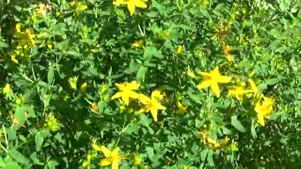 St. Johns wort, gyógyhatású növény virág területén. — Stock videók