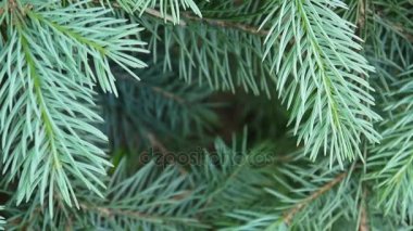 Genç hafif rüzgar esintiyle hareketli köknar ağacı dalı yeşil. Portre. Doğal dekoratif çerçeve. Görüntüleri çekim sabit kamera.