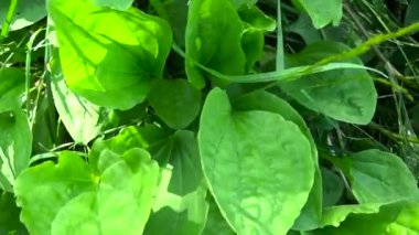Dar büyük yeşil yabani bitki, muz, tıbbi bitki. Steadicam ile çekim Hd video görüntüleri. Ağır çekim panorama canlı yakın kadar yapraklar..