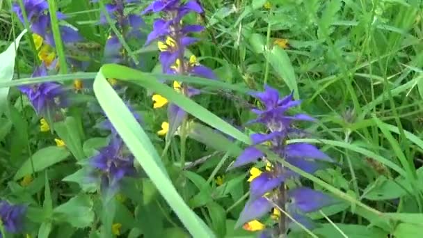 Flores silvestres vaca de madera. Melampyrum nemorosum en el prado de verano — Vídeos de Stock