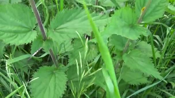 Blooming nettle in summer wind breeze. Panorama, motion camera from ground to up. — Stock Video