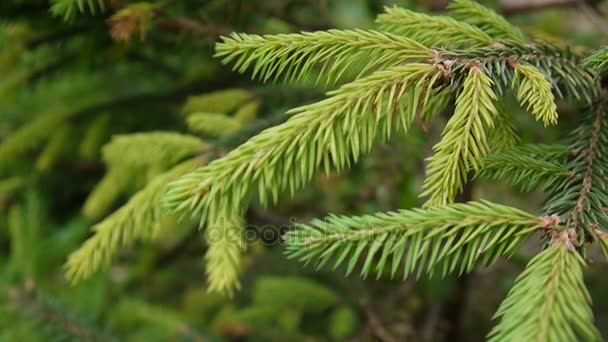 Jonge groene fir vertakking van de beslissingsstructuur verplaatsen in de lichte wind wind. Closeup. — Stockvideo