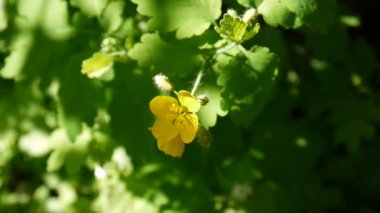 Chelidonium majus. Bahar bulanık arka plan üzerinde daha fazla kırlangıçotu Kabarık sarı çiçek. Video görüntüleri Hd statik kamera.