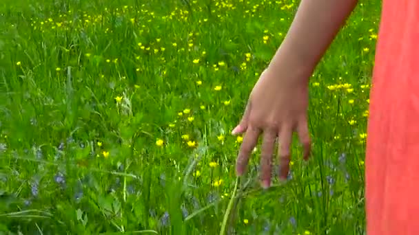 Jovem mão mulher correndo através verde campo prado selvagem, tocando flores silvestres closeup. Imagens de vídeo em HD filmando em tempo real câmera subjetiva com steadicam. 1080p — Vídeo de Stock