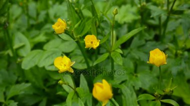 Bahar çiçek Düğünçiçeği soğanlı çiçek açan parlak sarı. Statik kamera çekim.