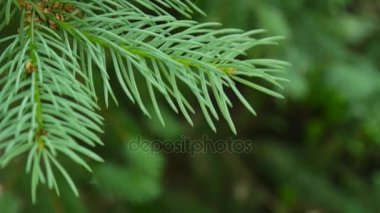 Genç hafif rüzgar esintiyle hareketli köknar ağacı dalı yeşil. Portre.