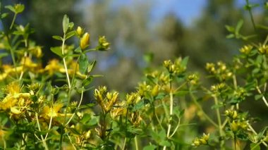 St Johns wort, tıbbi bitki çiçek alanında.
