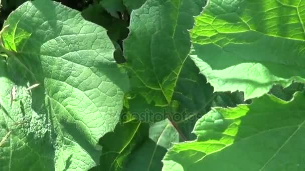 A zöld levelek a kisebb Bojtorján. Arctium. HD-videó. — Stock videók