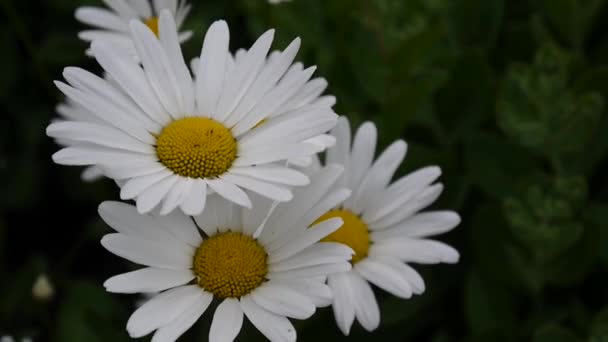 Daisies Growing on the Flowerbed video footage close up of flowers. — Stock Video