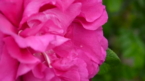 Rosa flor rosa closeup. Filmagem de vídeo por uma câmera estática . — Vídeo de Stock