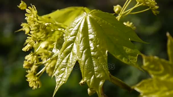 Blooming maple in spring. Beautiful young green branch of tree swinging in the wind. Acer platanoides. Shoot of static camera. — Stock Video