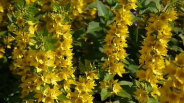 Bahçede Lysimachia vulgaris, sarı çiçek. Loosestrife, moneywort