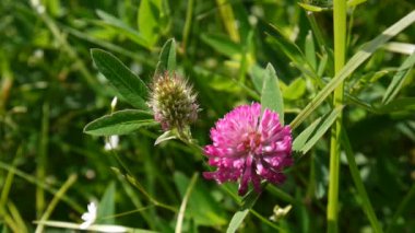 Yaz aylarında bir alanda yonca çiçeği. Yonca orta.