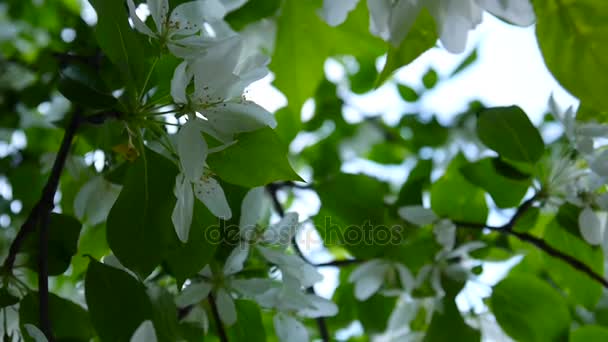 Floração de árvore chinesa de maçã branca. Cena de primavera grande natureza com ramos florescendo. Vídeo HD imagens 1920x1080 filmagem de câmera estática . — Vídeo de Stock