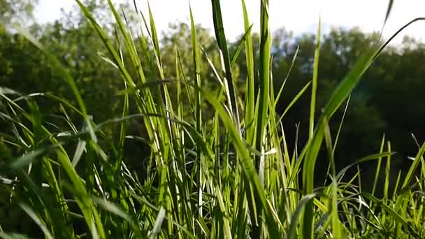Campo verde filmagem macro sol brilha através da grama belo fundo da primavera. Câmera estática de fechamento de vídeo . — Vídeo de Stock