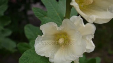 Yaz aylarında çiçek açan Hollyhocks Alcea. HD video statik kamera.