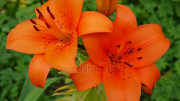 オレンジ色の植物ユリ bulbiferum 詳細クローズ アップ Hd 映像 - 草本オニユリの花ビデオ — ストック動画