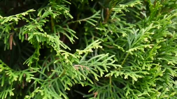 Cedro branco Thuja occidentalis ramos. Imagens de vídeo HD filmando câmera estática . — Vídeo de Stock