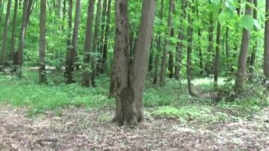 Genç çekici kız bankta telefona konuş. Yaz park. Gülümse. HD çekim hareket kamera steadicam ile.