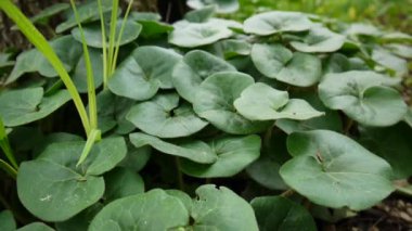 Asarum europaeum tıbbi ot. Satatic fotoğraf makinesinin yeşil bitki.