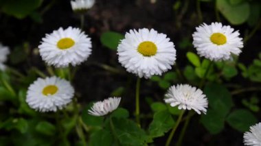 Papatyalar Flowerbed üzerinde büyüyen