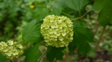 Rüzgar ağacında kartopu çiçeklenme. Video statik kamera. Viburnum opulus