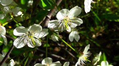 Rüzgarla çiçeklenme kadar çiçeği ağacı gökyüzü vişne dalı yakın